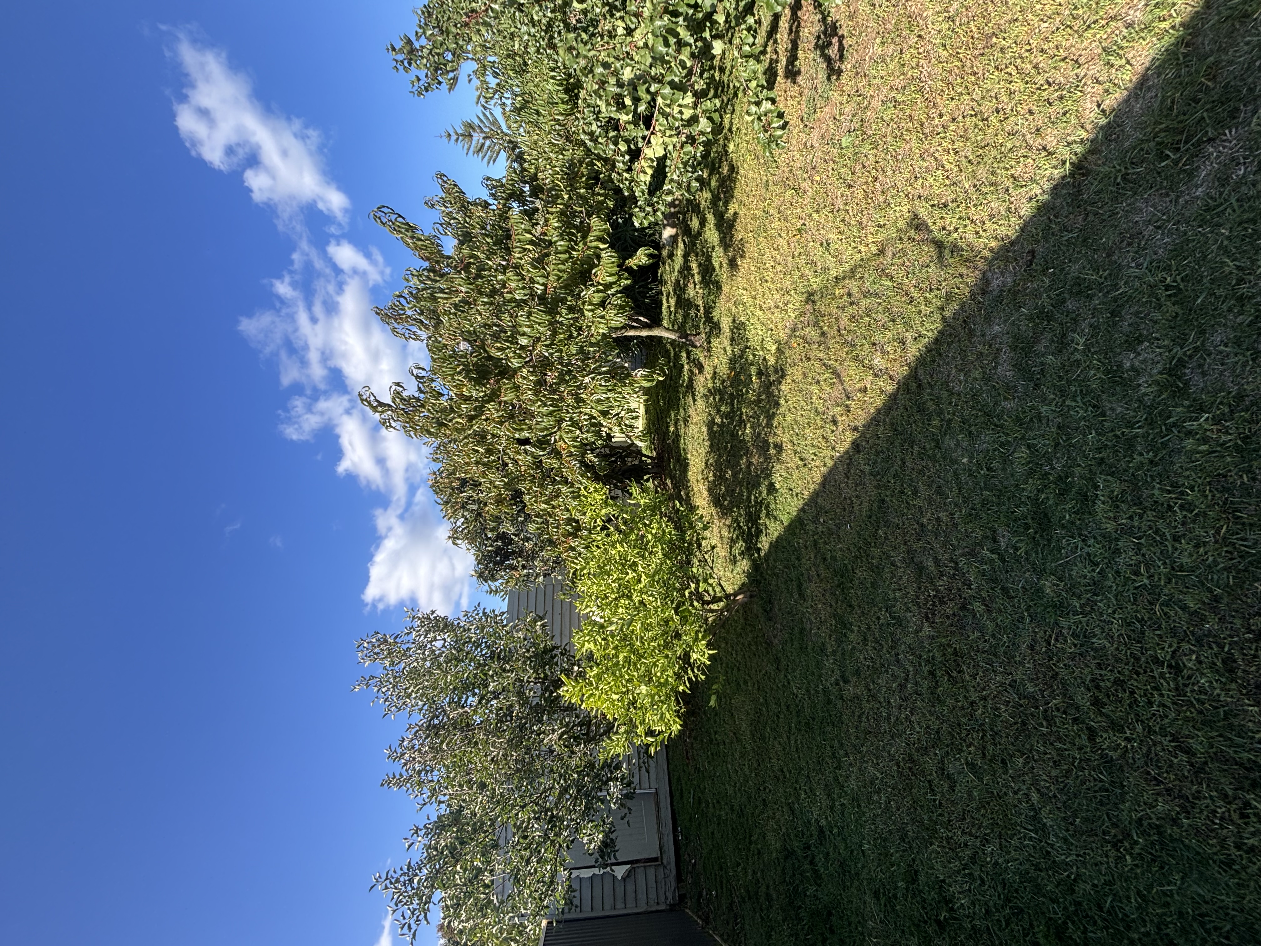 Hedge trimming - neat, shaped hedges for a clean property